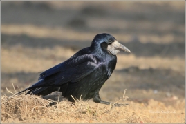 <p>HAVRAN POLNÍ /Corvus frugilegus/ (Rumburk)</p>